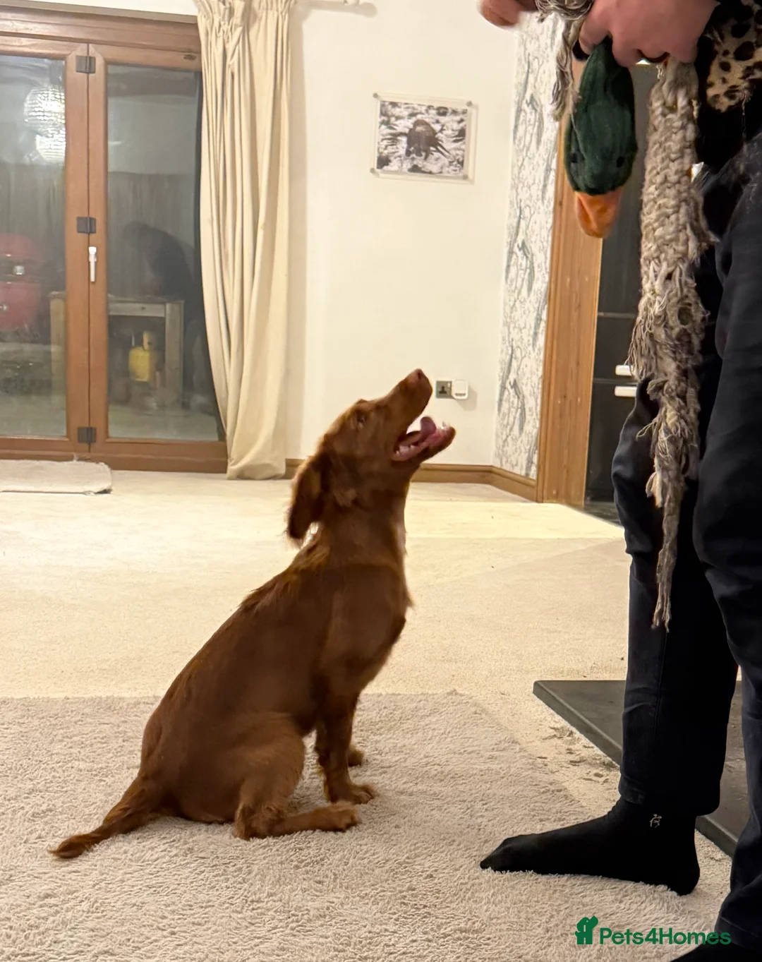 Cocker Spaniel dogs for sale: Max Handsome Golden Cocker  - Advert 1