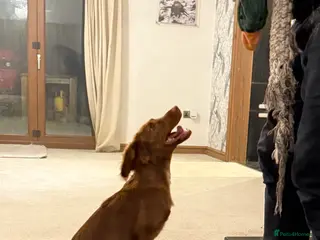 Cocker Spaniel dogs Max Handsome Golden Coker - Advert 1