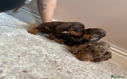 Miniature Dachshund dogs for sale: KC Registered Miniature Dachshund - 2 Boys Left! - Image 31