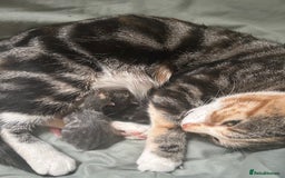 Abyssinian cats for sale: Male  - Image 3