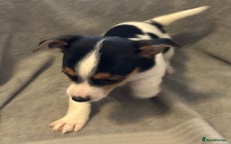 Jack Russell dogs for sale: Jack Russel puppies  - Image 2