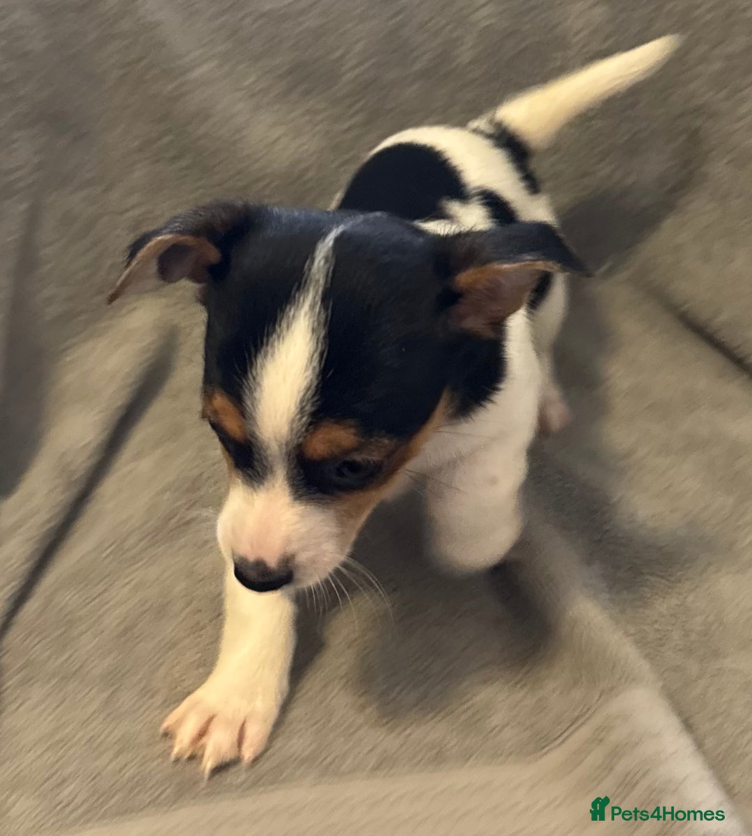 Jack Russell dogs for sale: Jack Russel puppies  - Image 2