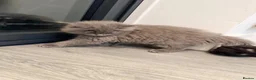 British Shorthair cats for sale: British shorthair kittens grey and chocolate  - Advert 7