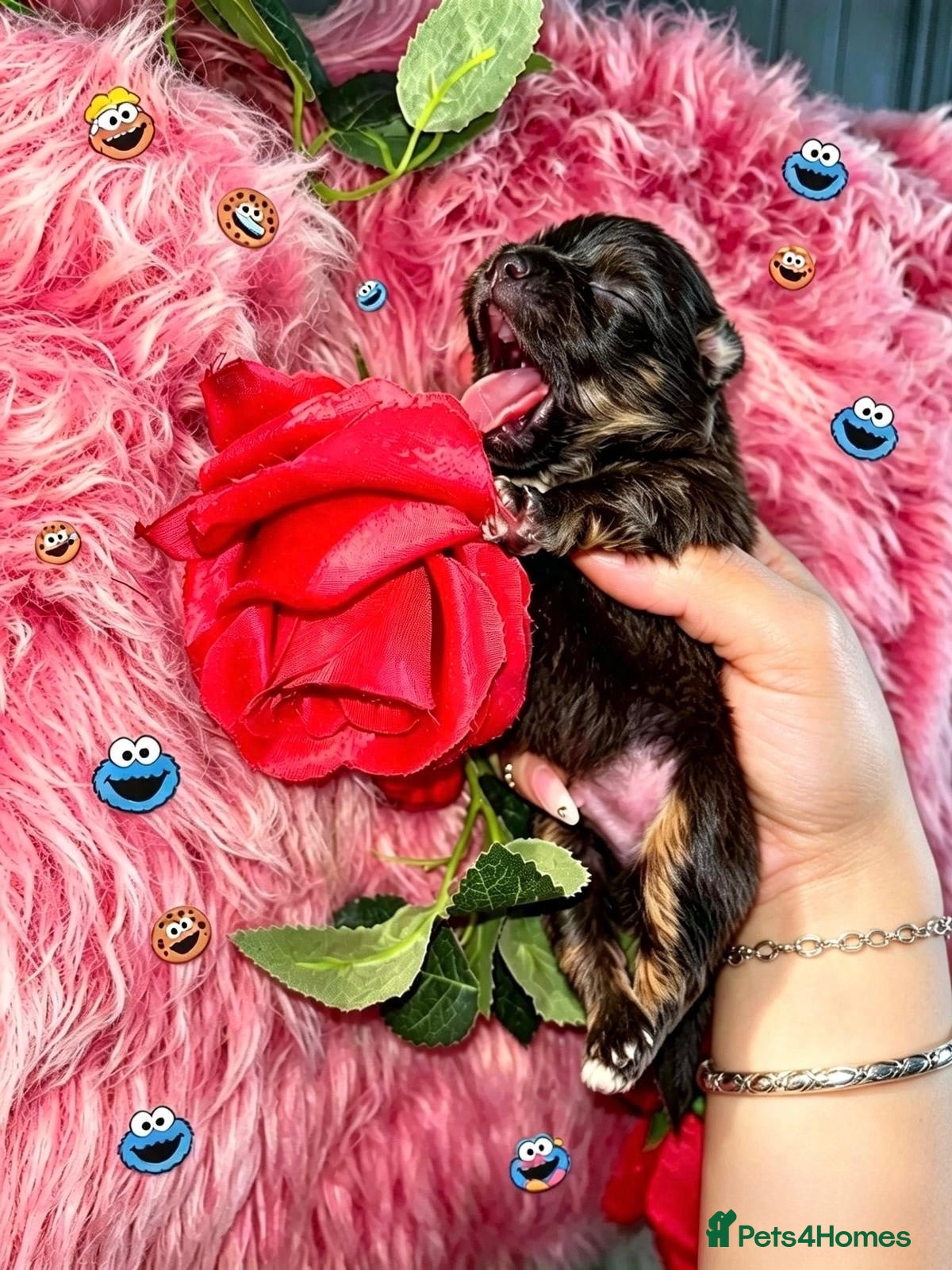 Pomeranian dogs ✨Super Rare Fluffy Poms🐾🐶✨💜🤎🩶🩵 - Advert 1
