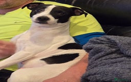 Jack Russell dogs for sale: Beautiful Jack russell  - Image 7