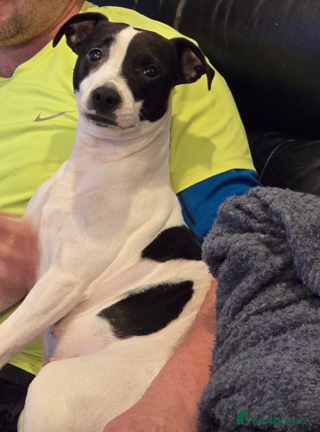 Jack Russell dogs for sale: Beautiful Jack russell  - Image 7