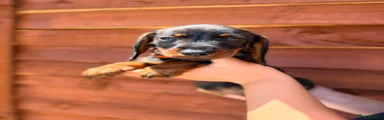 Miniature Dachshund - orange 