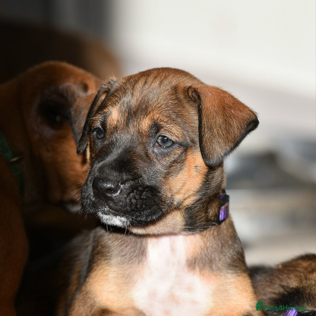 Belgian Shepherd Dog dogs for sale: Bullherders top working lines  - Advert 23