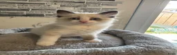 Ragdoll cats for sale: Stunning Ragdoll kittens - Advert 22