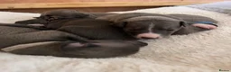 Italian Greyhound dogs for sale: Stunning litter of Italian greyhounds  in Stanley - Advert 5