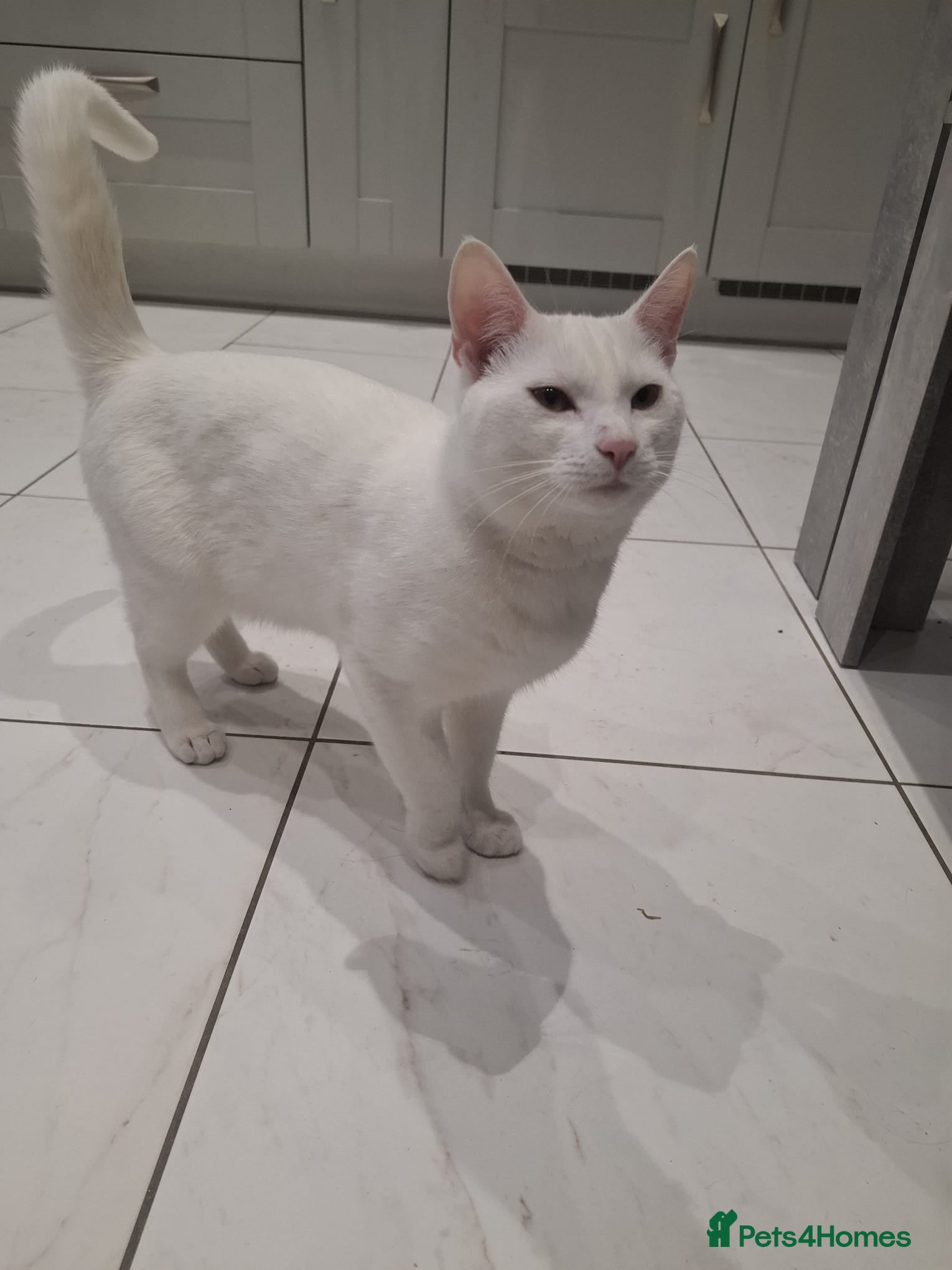 Mixed Breed cats Two bonded white cats - Advert 1