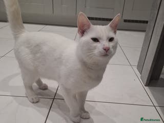 Mixed Breed cats Two bonded white cats - Advert 3
