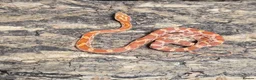 Corn Snake reptiles for sale: Baby cornsnakes for sale - Advert 7