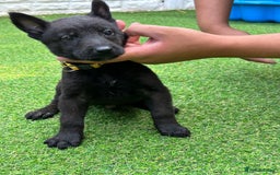 Belgian Shepherd Dog dogs for sale: Belgian malinois puppies from working dog lines  - Image 13