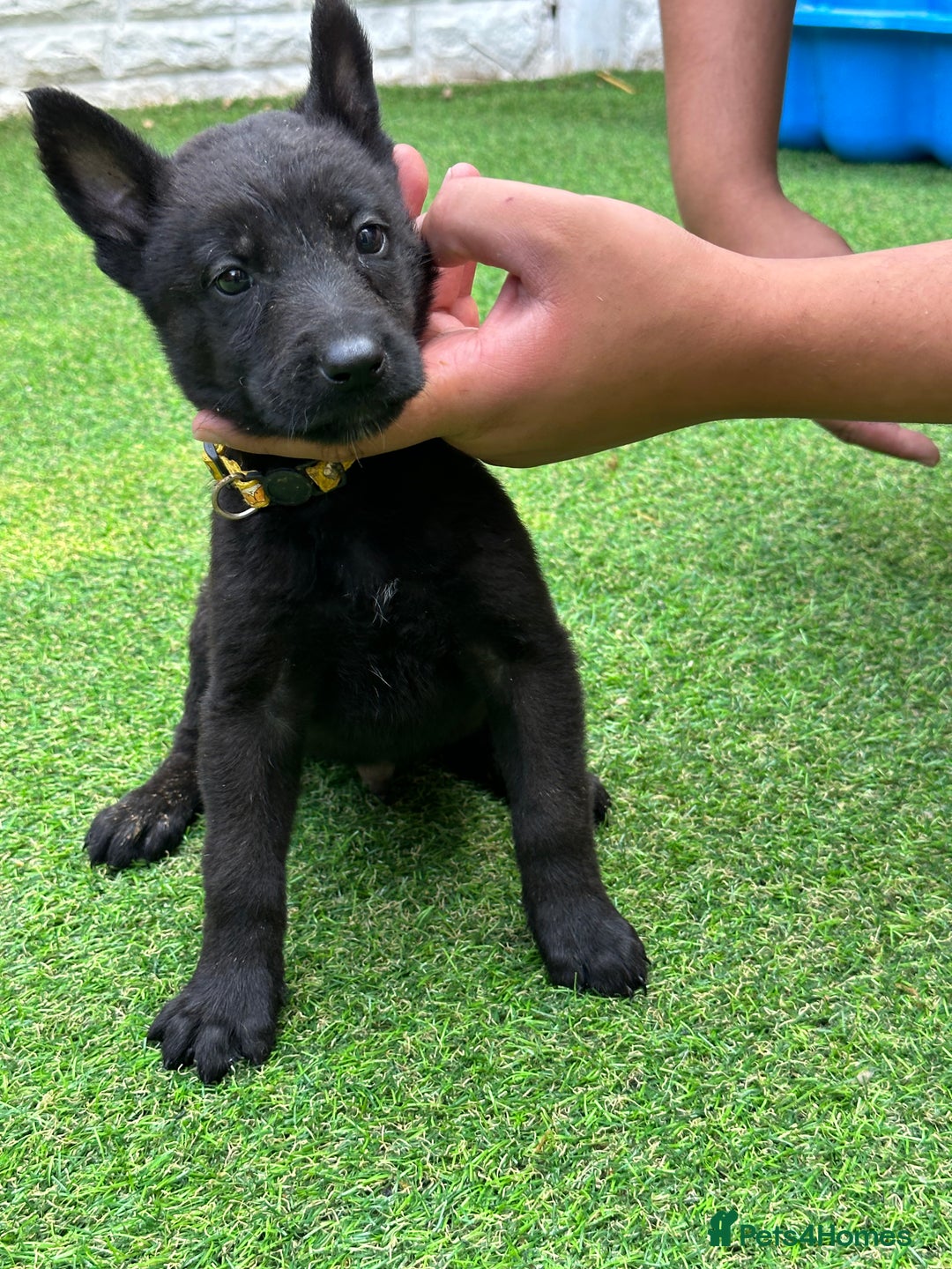 Belgian Shepherd Dog dogs for sale: Belgian malinois puppies from working dog lines  - Image 13