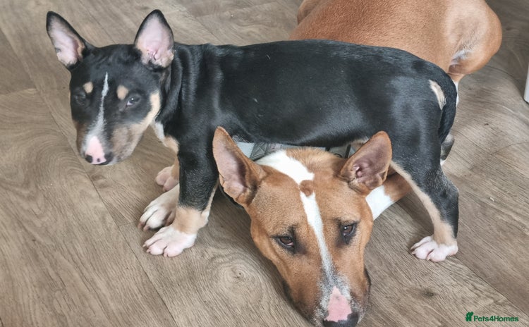 English Bull Terrier dogs - Advert 1