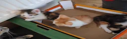 British Shorthair cats for sale: Five stunning kittens available immediately  - Advert 29