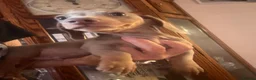 Miniature Dachshund dogs for sale: KC pure Miniature Dachshunds   - Advert 16