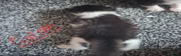 Mixed Breed cats for sale: Long haired kittens in Bishop Auckland - Advert 7