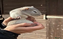 Guinea Pig rodents for sale: Extra Special Guinea Pig Babies  - Image 6
