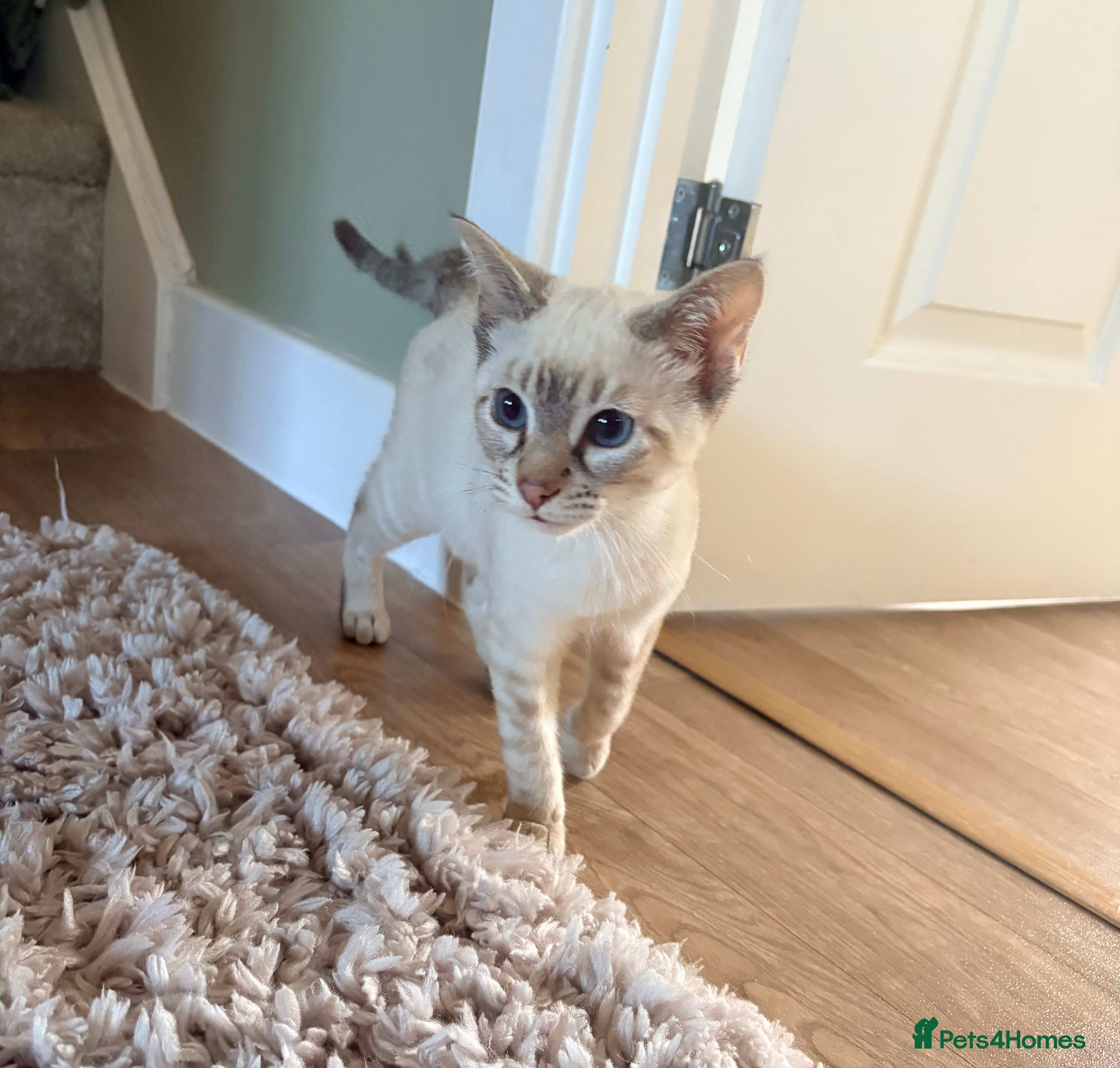 Mixed Breed cats STUNNING male bangal/siamese  - Advert 2