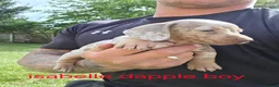 Miniature Dachshund dogs for sale: PRA CLEAR, KC REG MIN DACHSHUNDS  - Advert 11