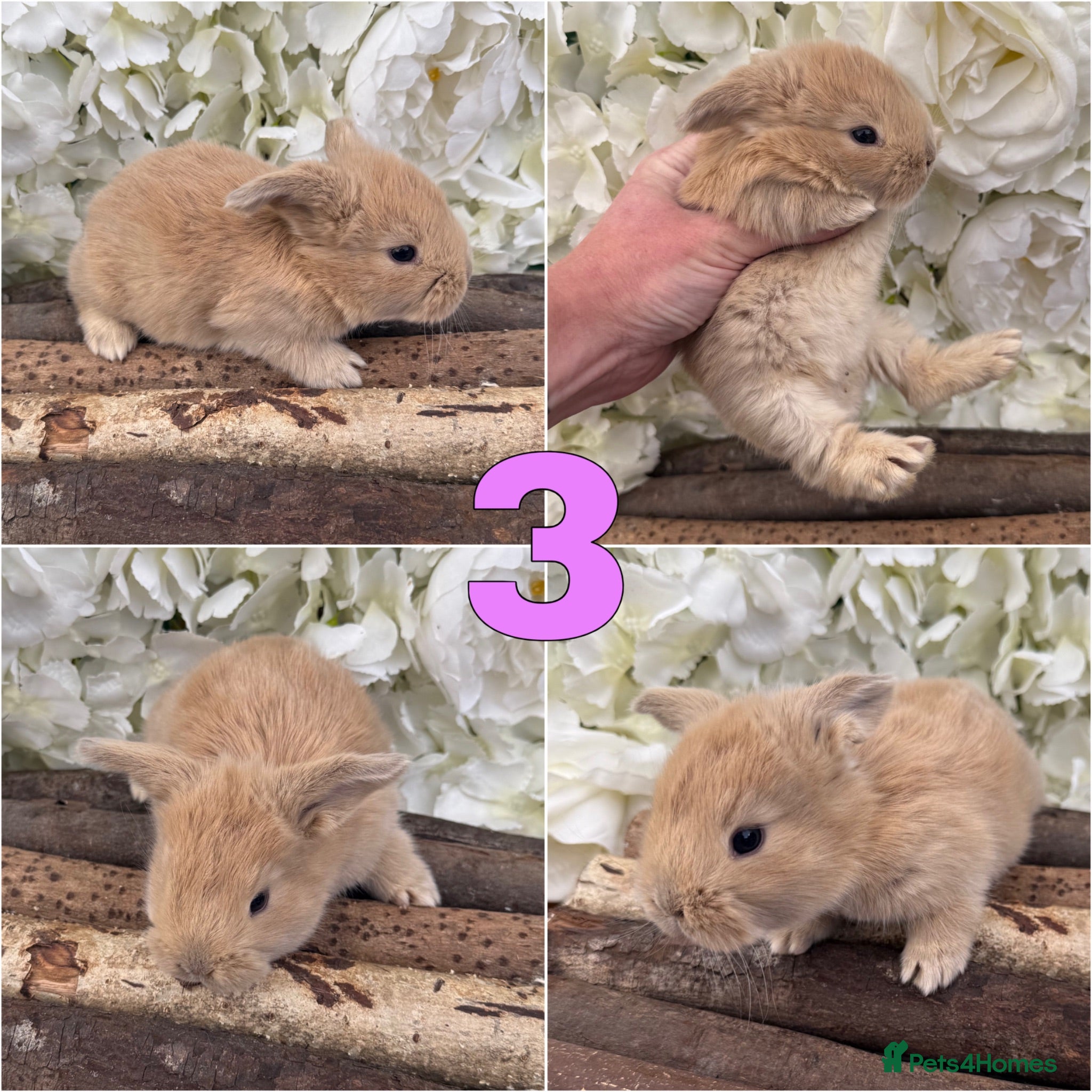 French Lop rabbits French Lop x Continental Giants 🩶🧡 - Advert 2