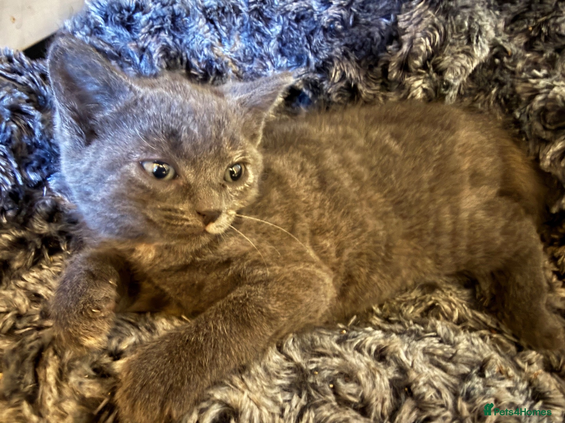 Scottish Fold cats Scotish fold cross Scottish straight adorable🥰 😻 - Advert 2