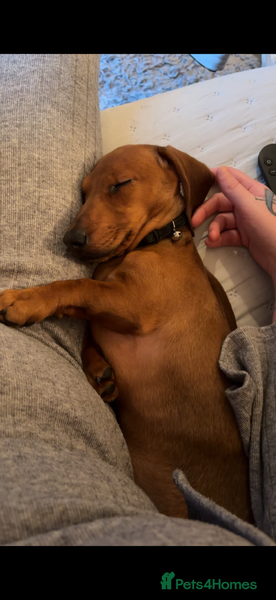 Dachshund dogs for sale: Short haired miniature dachshund puppy - Advert 9