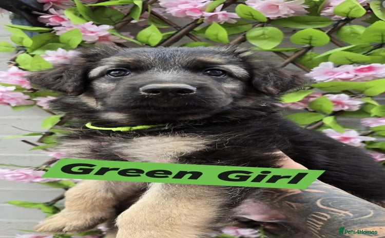 German Shepherd dogs - Advert 8
