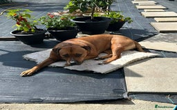 Mixed Breed dogs for sale: Maple is looking for her forever home - Advert 8