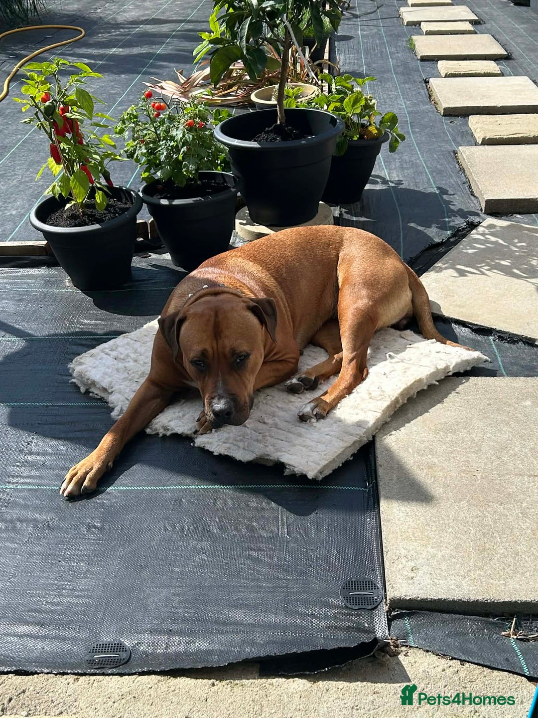 Mixed Breed dogs for sale: Maple is looking for her forever home - Advert 8