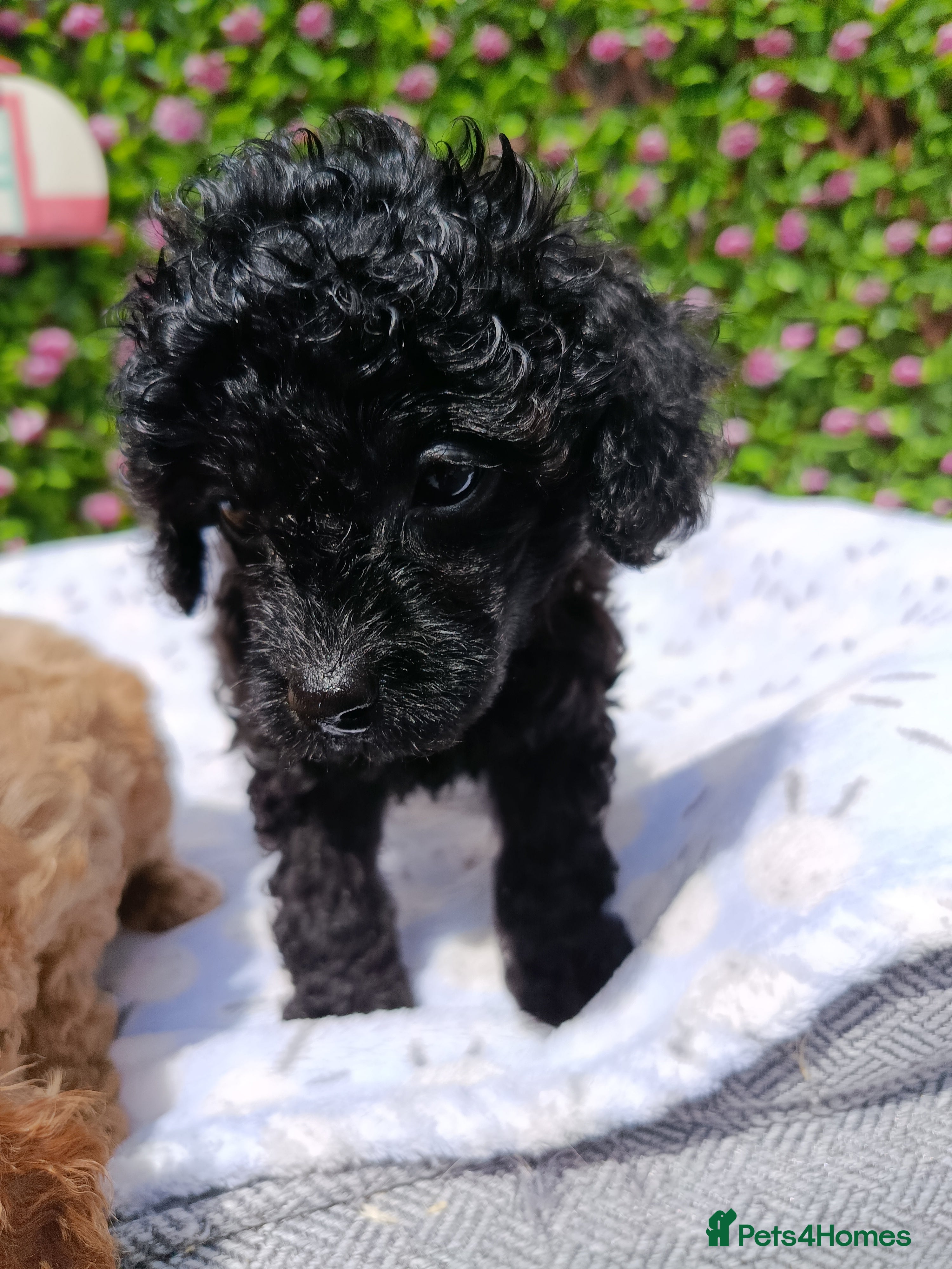 Toy Poodle dogs HEALTH TESTED TOY POODLES KC REG  - Advert 2