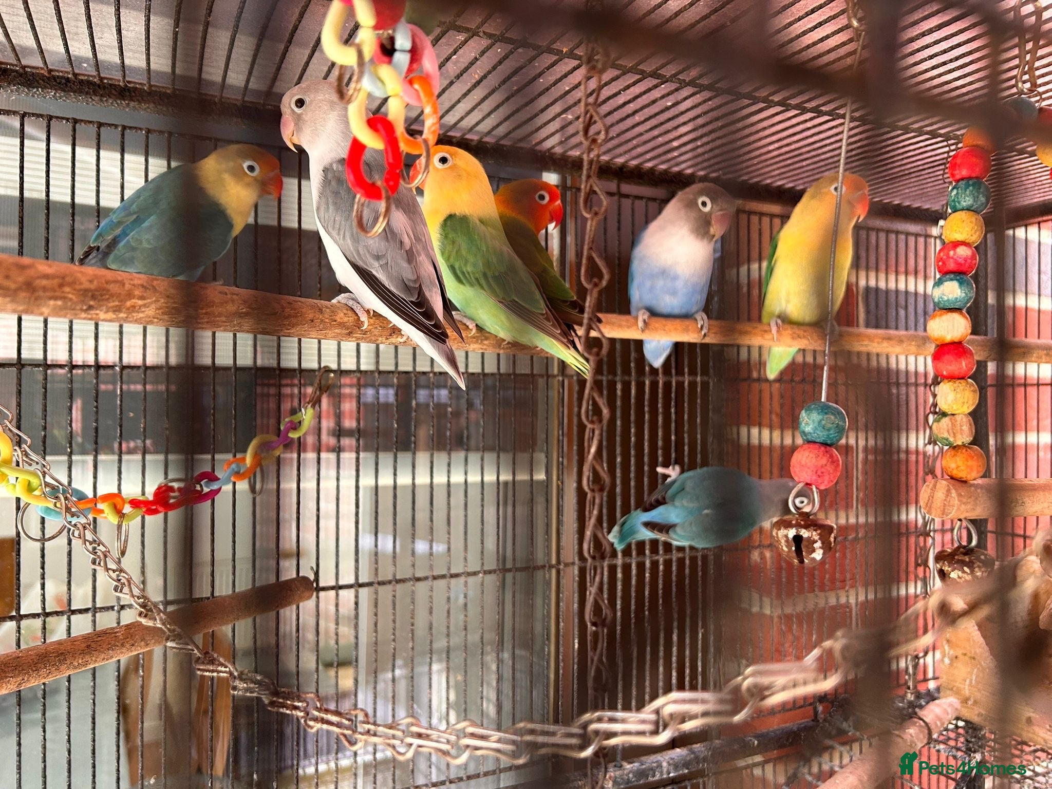 Lovebirds birds Love birds  - Advert 1