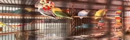 Lovebirds birds for sale: Love birds  - Advert 1