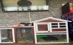 Mini Lop rabbits for sale: Rabbit 2 Boys Both Neutered Hut Included 14Months  - Image 5