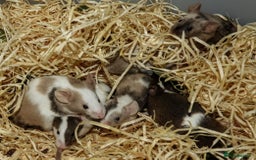 Mouse rodents for sale: Satin, long and short haired varieties  - Image 28
