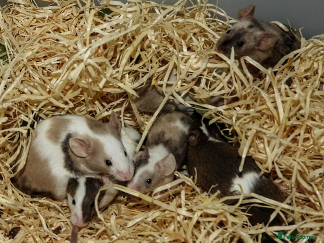 Mouse rodents for sale: Satin, long and short haired varieties  - Image 28