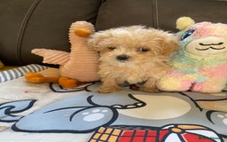 Maltipoo dogs for sale: Tiny Maltipoo Puppies - Image 31