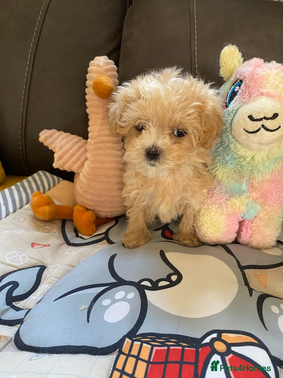 Maltipoo dogs for sale: Tiny Maltipoo Puppies - Image 31