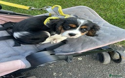 Cavalier King Charles Spaniel dogs for sale: king charles cavalier  - Image 4