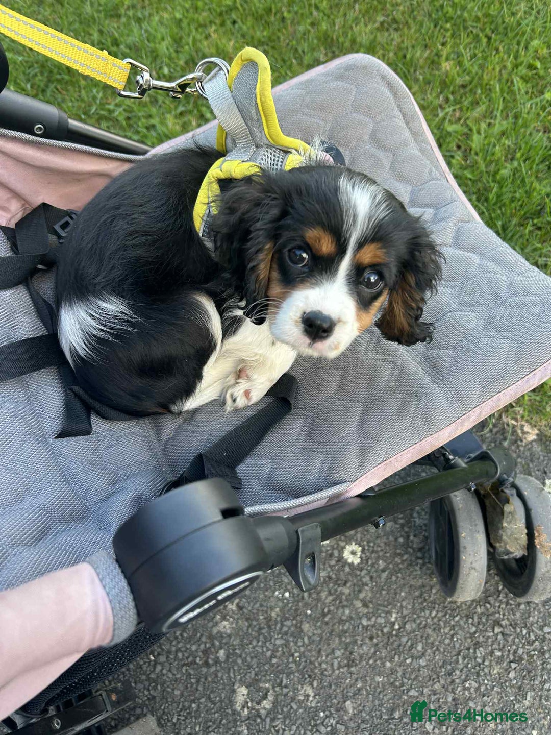 Cavalier King Charles Spaniel dogs for sale: king charles cavalier  - Image 4