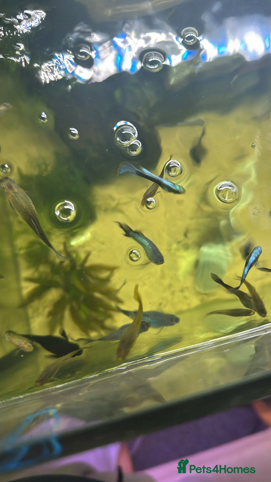 Cichlids fish for sale: Community fish  - Advert 11