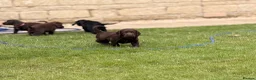 Sprocker dogs for sale: F2 Sprocker Spaniel Puppies - Advert 5