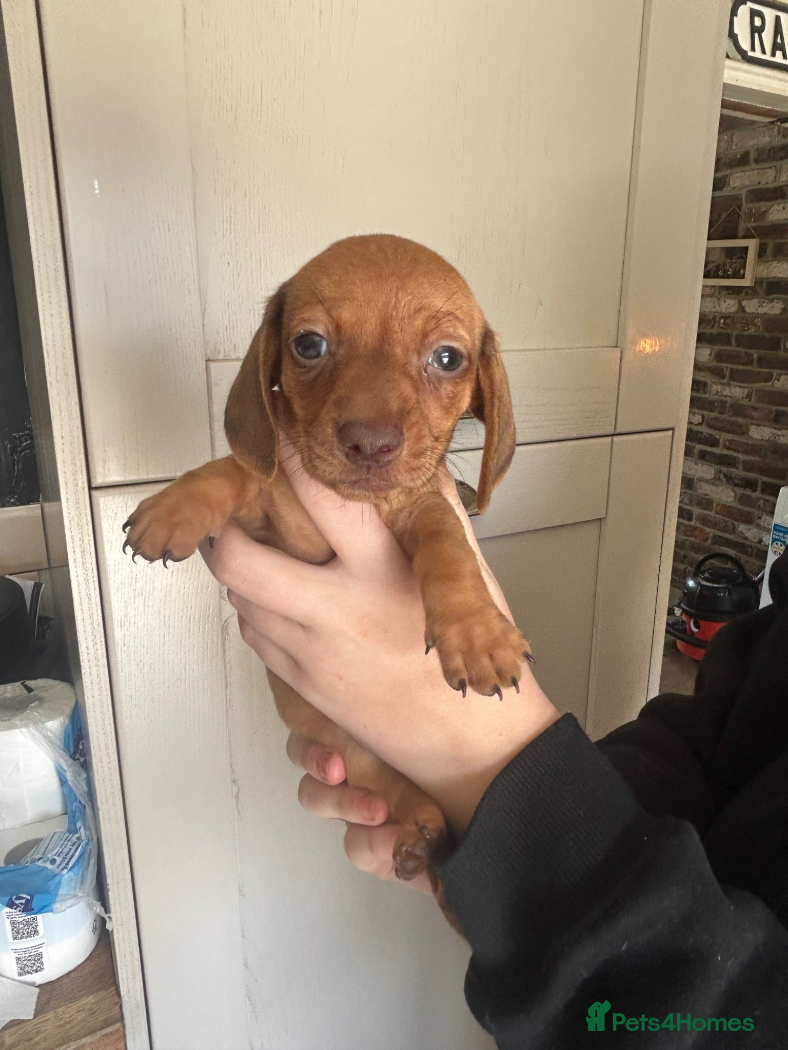 Miniature Dachshund dogs for sale: KC miniature dachshunds - Advert 12