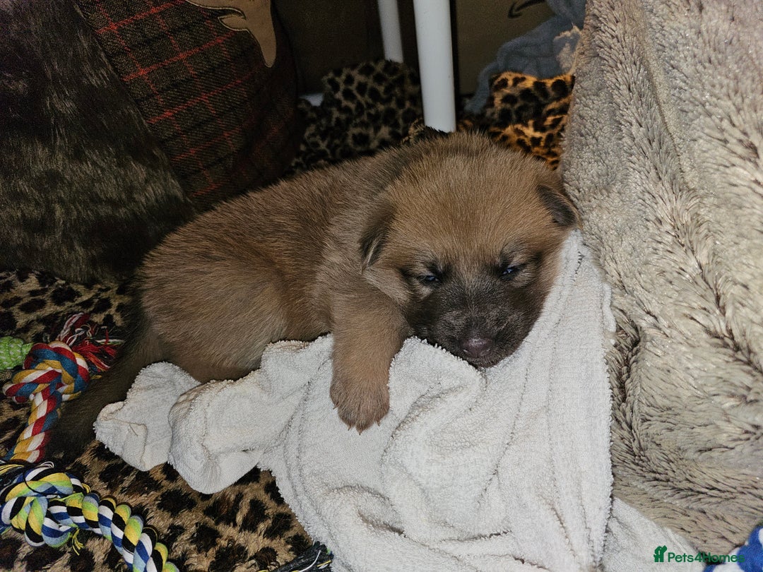 German Shepherd dogs for sale: 9 beautiful pure bred German Shepherd puppies - Advert 18