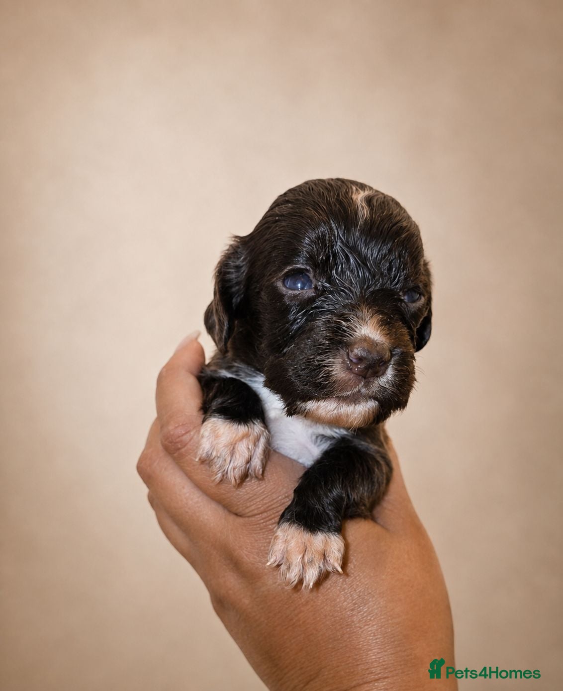 Mixed Breed dogs 🐾 STUNNING MERLE/CHOC/BLACK COCKER SPANIELS 🐾  - Advert 2