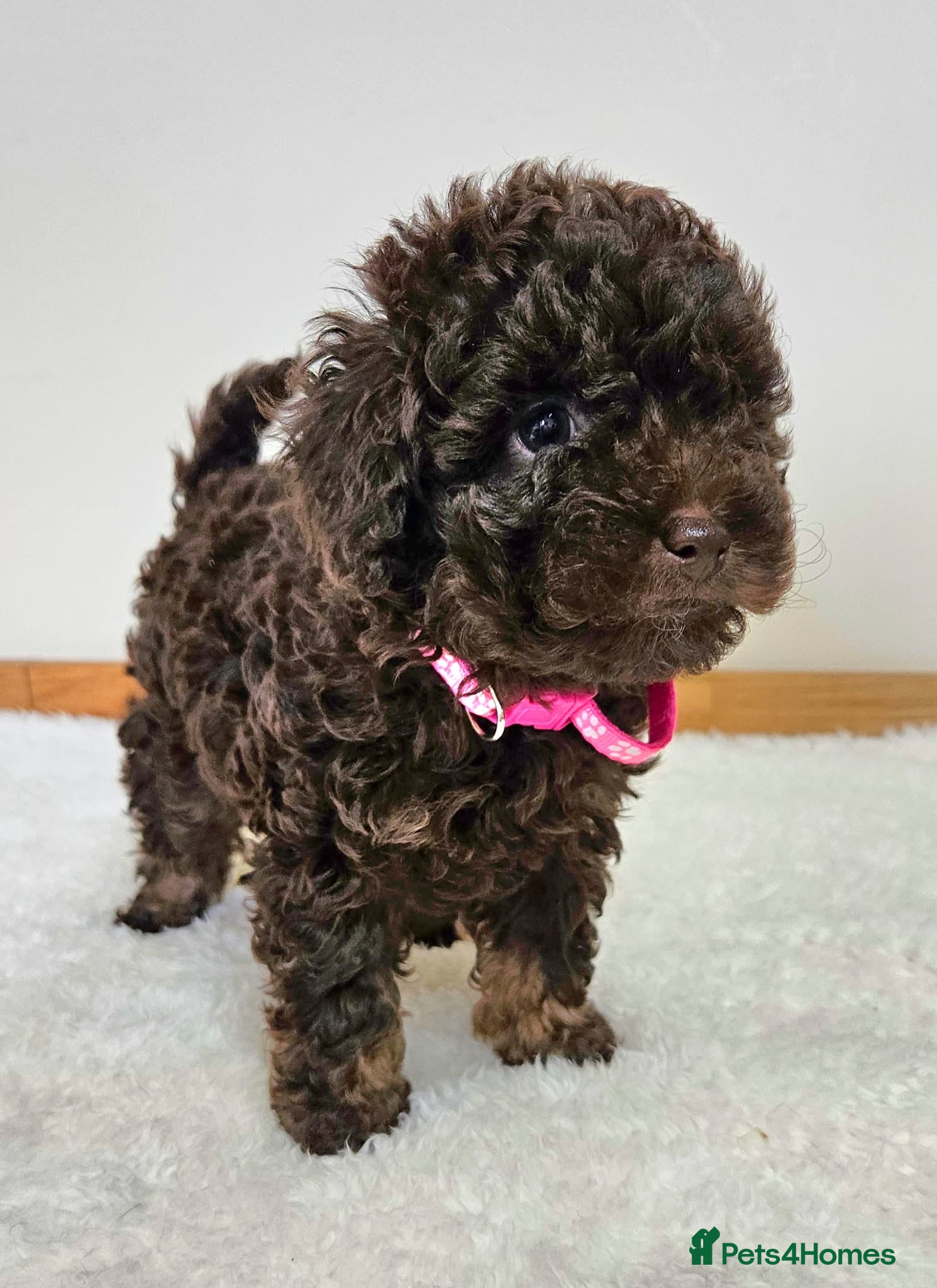 Toy Poodle dogs Beautiful Toy Poodle Puppies - Advert 15