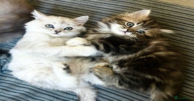 Persian cats - Advert 10