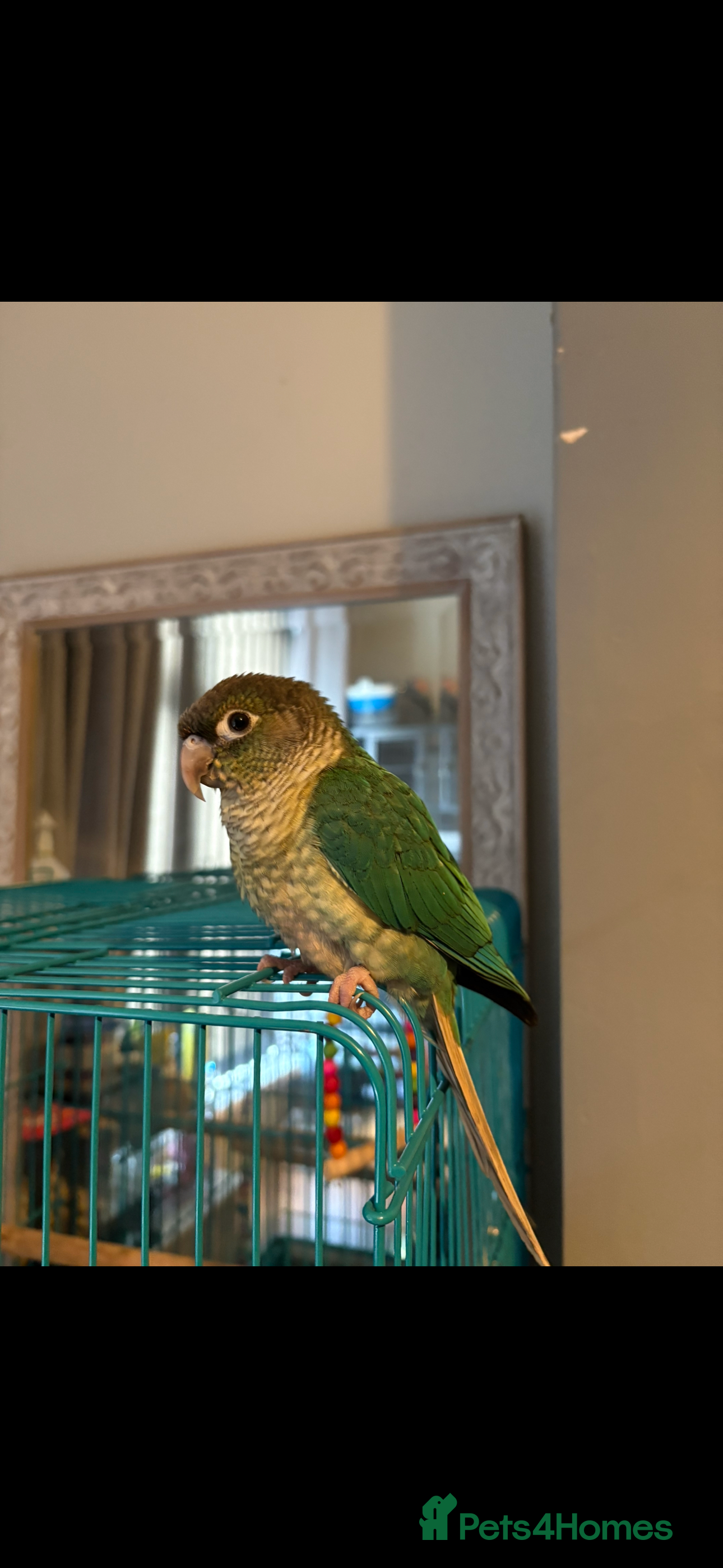 Conures birds Conure turquoise  - Advert 1